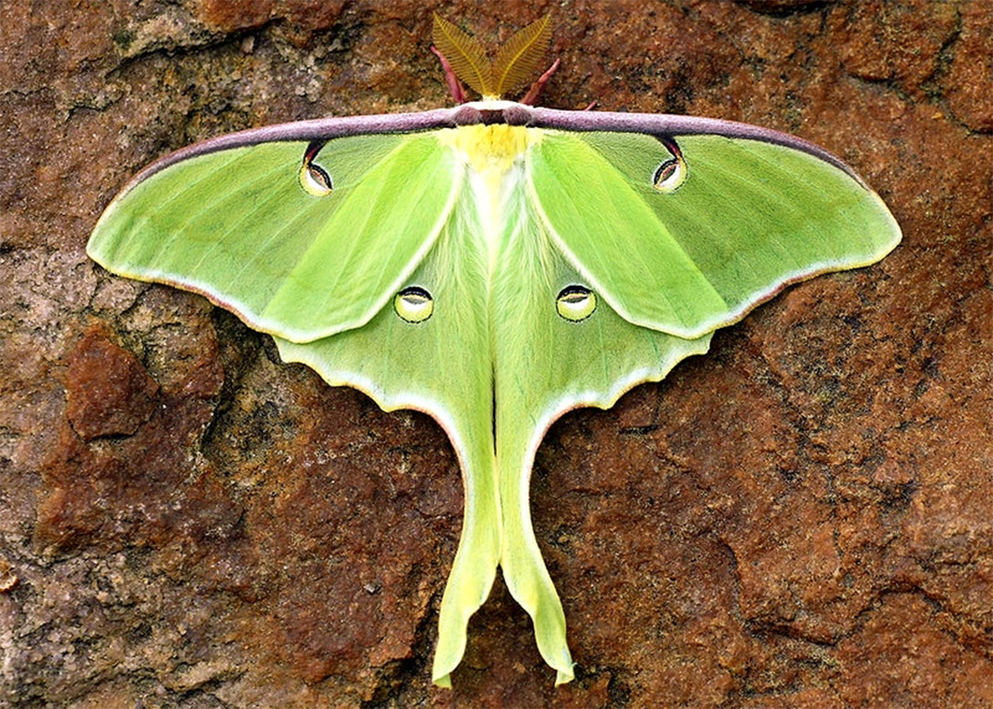 Luna Moth