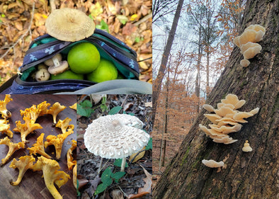 Seek and You Will Find! A Newbie Mushroom Forager's Journey