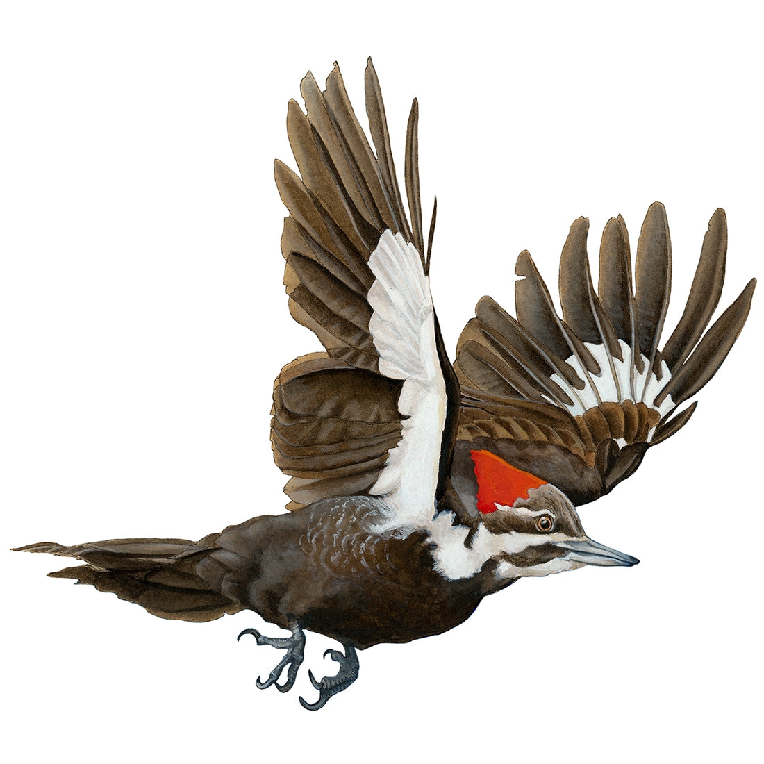 Pileated Woodpecker Vinyl Sticker – Sipsey Wilder