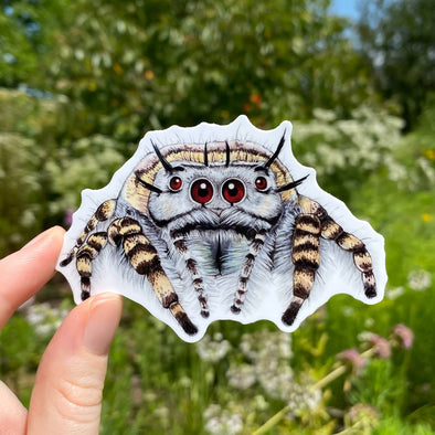 Phidippus mystaceus Jumping Spider Sticker (Gray)