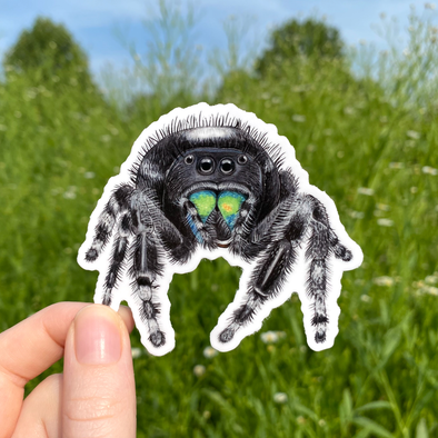 Bold Jumping Spider Sticker (Black)