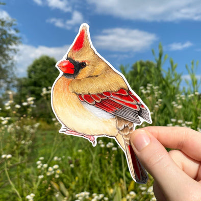 Female North American Cardinal Sticker