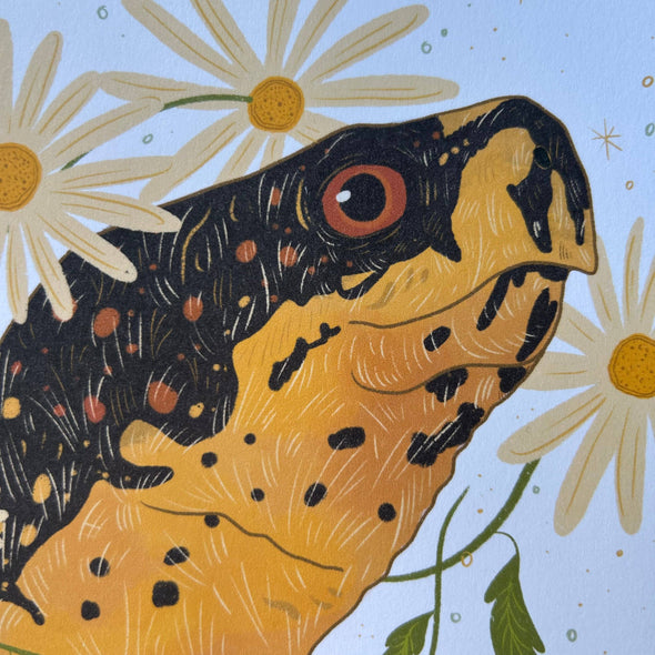 Box Turtle Art Print (8"x10")