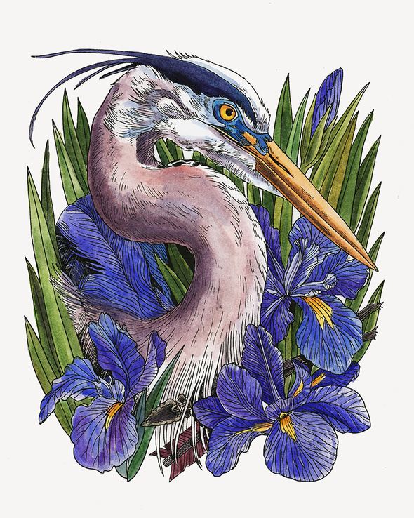 Great Blue Heron & Iris Art Print (8x10)