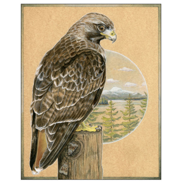 Red-tailed Hawk Print (8x10)