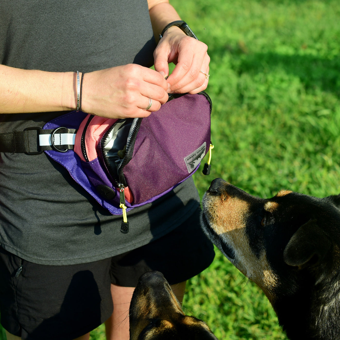 Rover Hip Packs & Tail-Alongs – Tagged birds – Sipsey Wilder